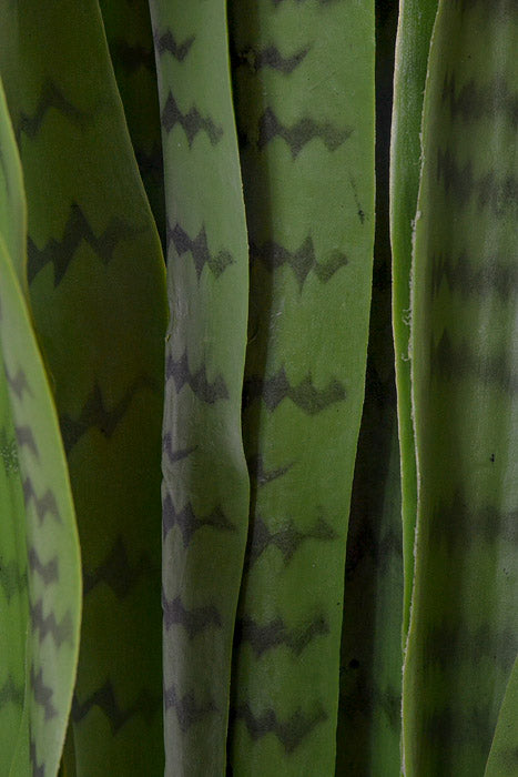 33" Sansevieria Plant in Pot Green