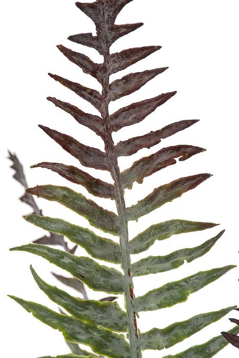 22" Frost River Fern Bush Green/burgundy