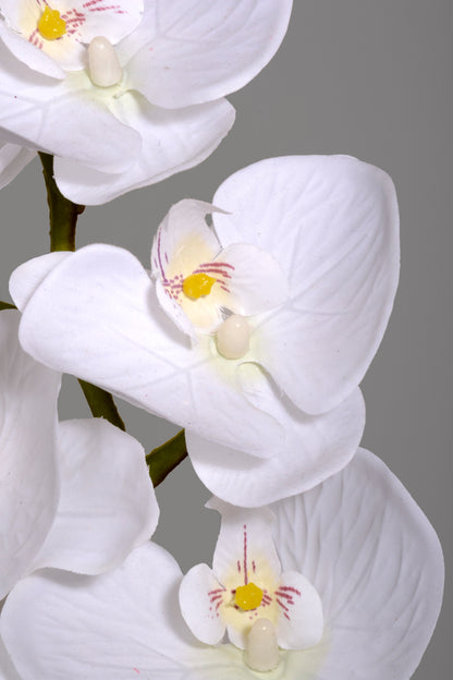 39.5" Silk Phalaenopsis Spray White