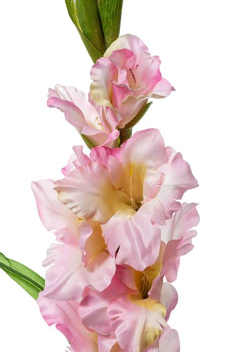 36" Silk Gladiolus Spray Pink
