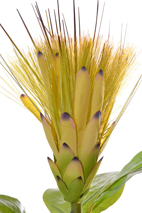 31" Silk Protea Spray Yellow/Green