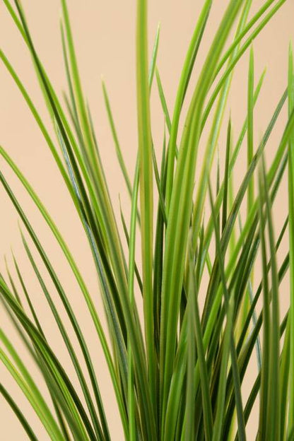 20" Grass Bush Green