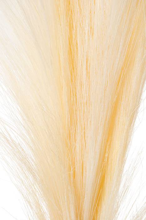 45" Nantucket Grass Plume Cream