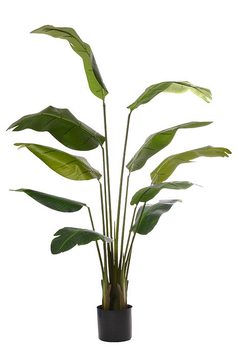 5Ft Bird Of Paradise With Pot Green