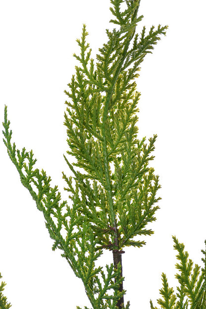 24" Real Touch Lebanon Cedar Spray Natural Green