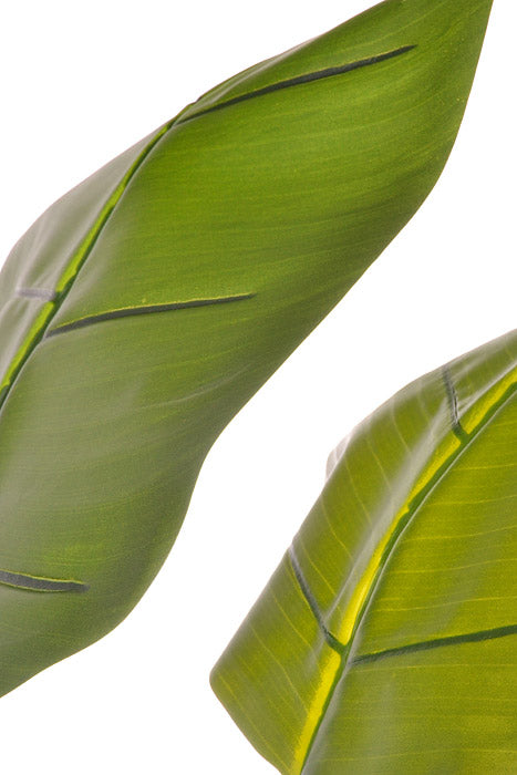 5Ft Bird Of Paradise With Pot Green