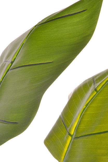5Ft Bird Of Paradise With Pot Green