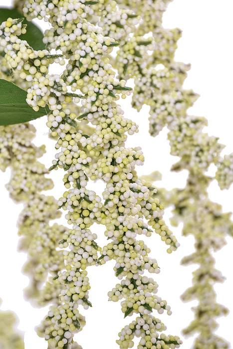 26" Astilbe Hanging Bush Cream/green