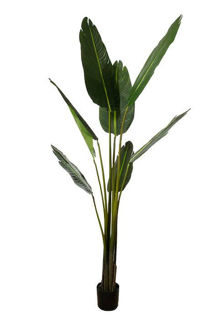 5ft Potted Travellers Palm Tree Green