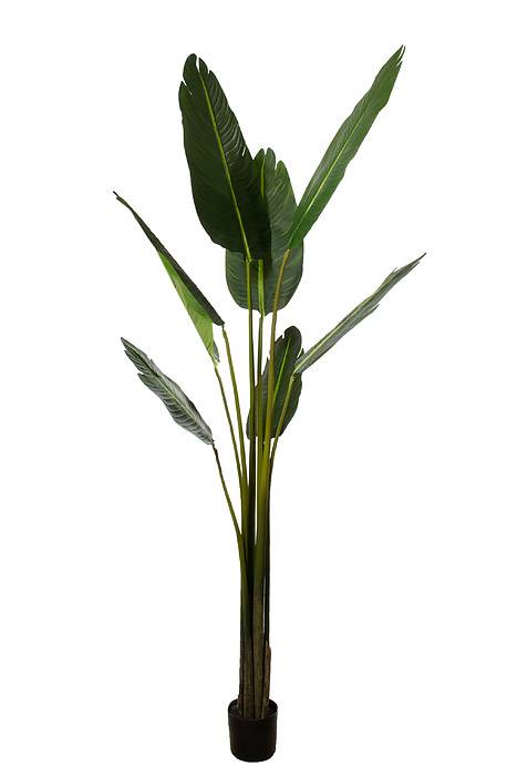 7ft Potted Travellers Palm Tree Green