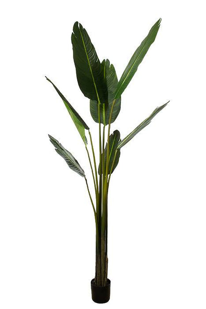 7ft Potted Travellers Palm Tree Green