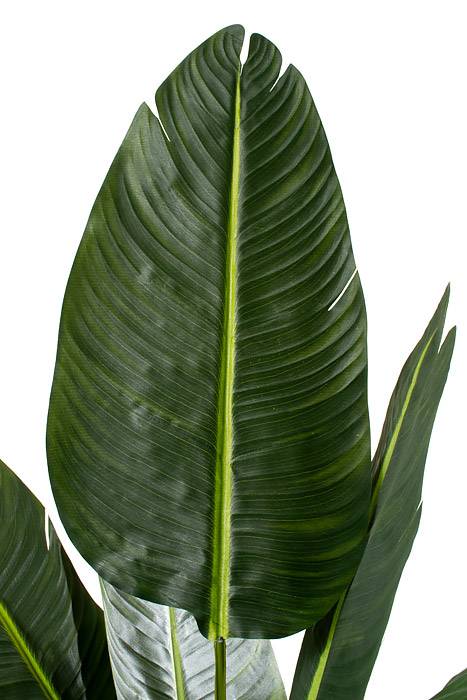 7ft Potted Travellers Palm Tree Green