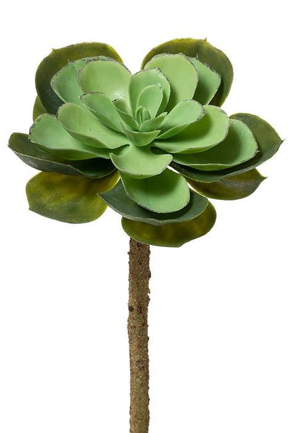 6" X 11.5" Echeveria Pick Green