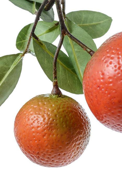 8.5" Orange Pick Orange