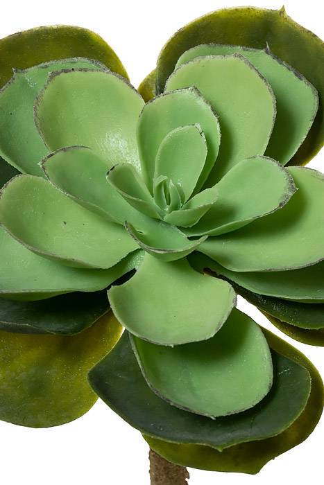 6" X 11.5" Echeveria Pick Green