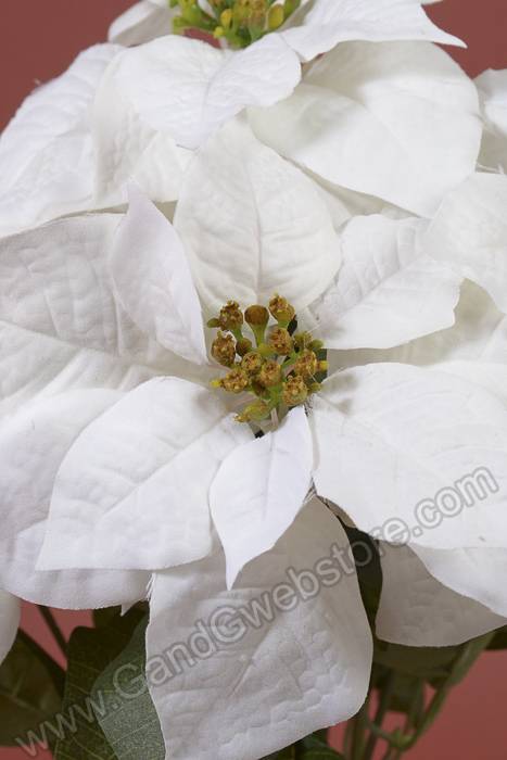 20&quot; Poinsettia Bush White