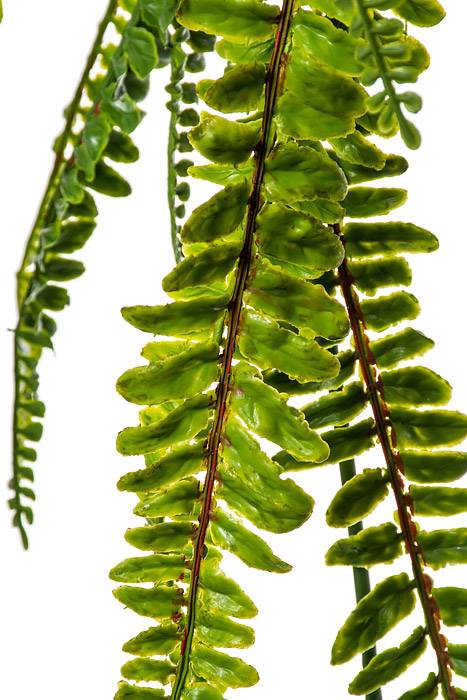 50" Fern Hanging Bush Green