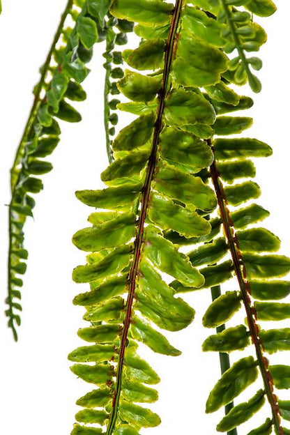 50" Fern Hanging Bush Green