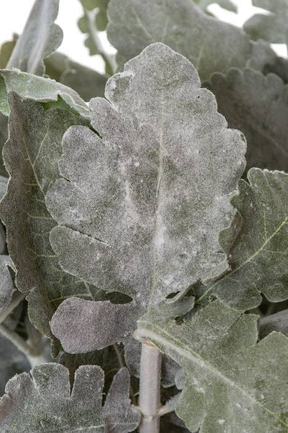 16.5" Dusty Miller Bush Gr/fk