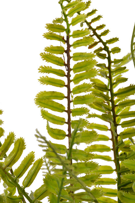 22" Boston Fern Green