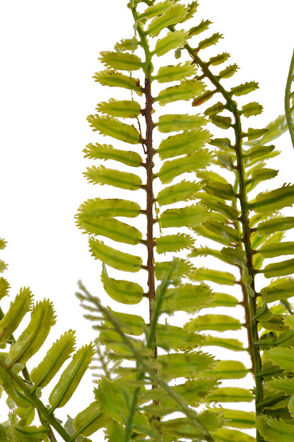 22" Boston Fern Green