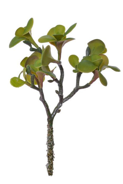 11" Portulacaria Afra Green