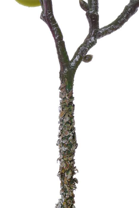 11" Portulacaria Afra Green