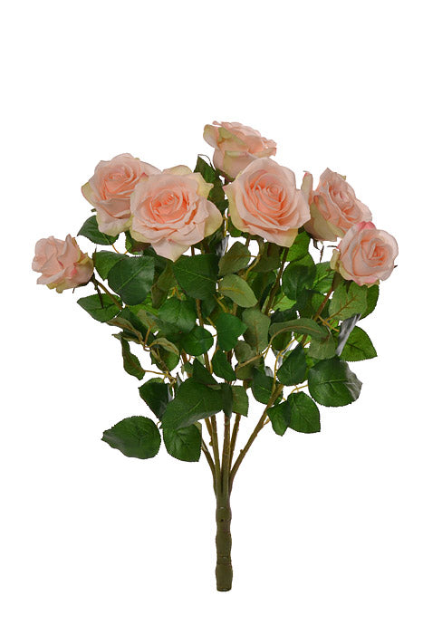 21.5" Confetti Rose Bush X7 Peach/cream
