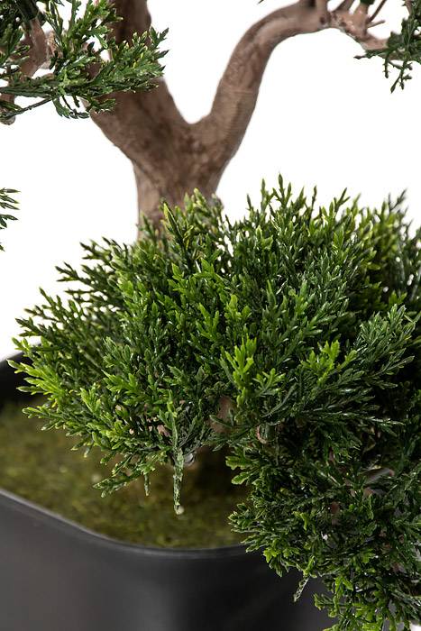 15" Cedar Bonsai Tree Green