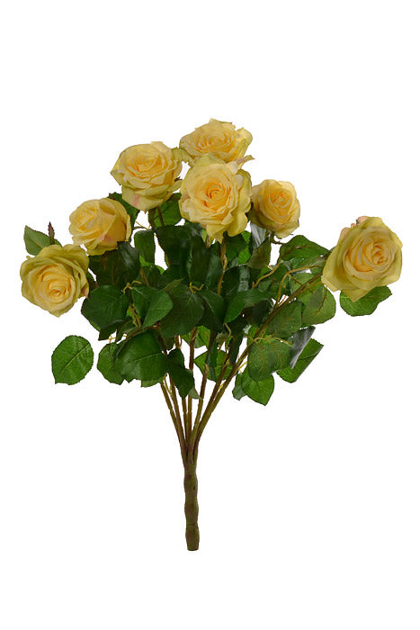 21.5" Conf.rose Bush X7 Yellow