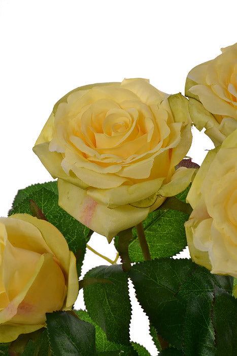 21.5" Conf.rose Bush X7 Yellow