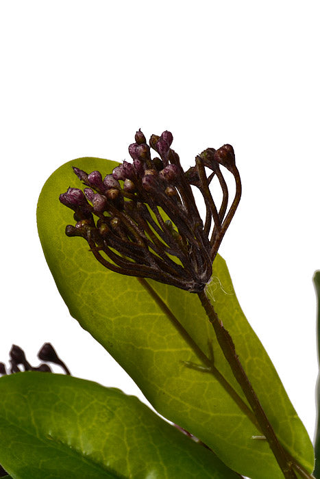 41" Sweet Osmanthus Spray Purple