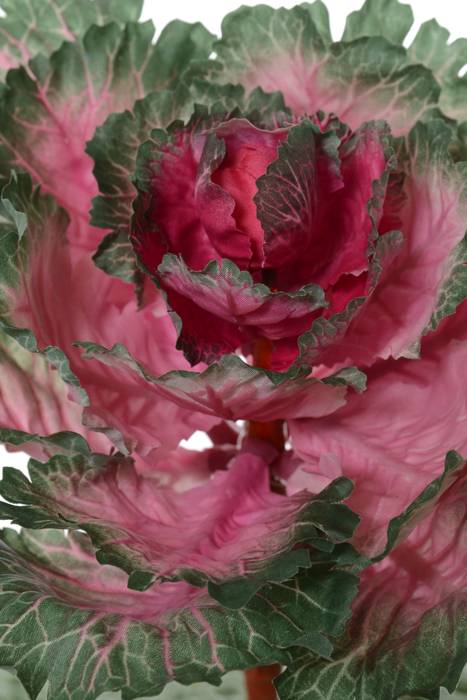 11.5" Ornamental Cabbage Cerise/green