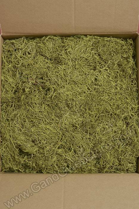 Spanish Moss Chartreuse