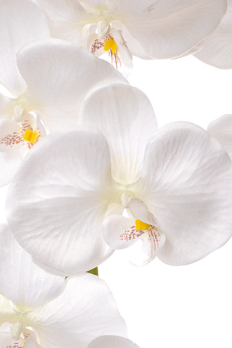 55" Silk Phalaenopsis Spray White