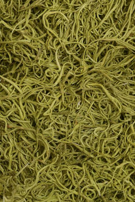 Spanish Moss Chartreuse