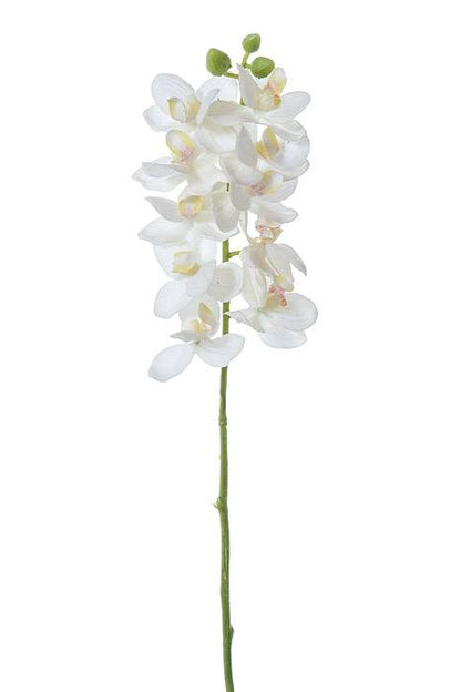 21" Phalaenopsis White