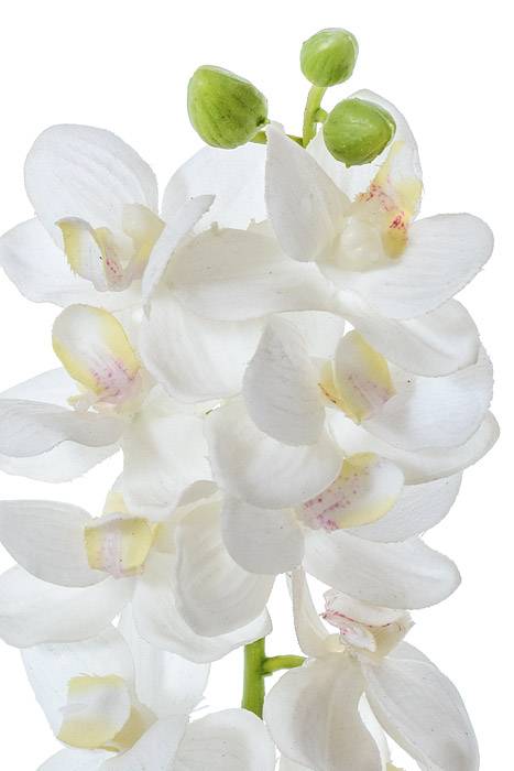 21" Phalaenopsis White
