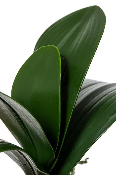14" Phalaenopsis Leaf Cluster Green