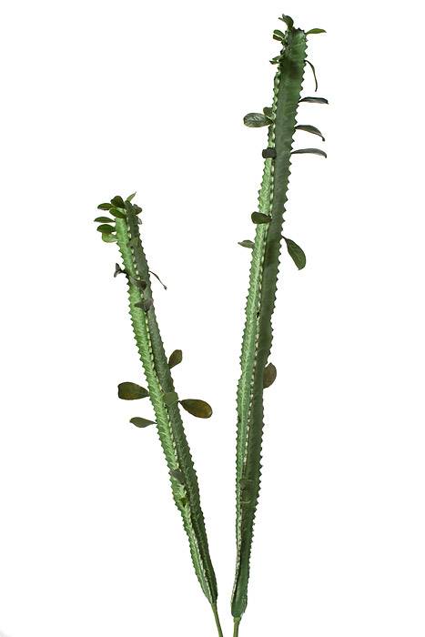 35" Cactus Bundle X2 Green