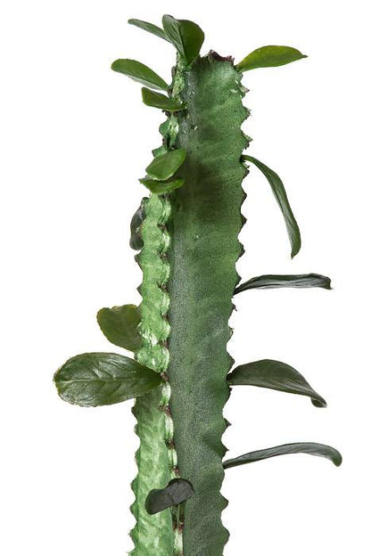 35" Cactus Bundle X2 Green
