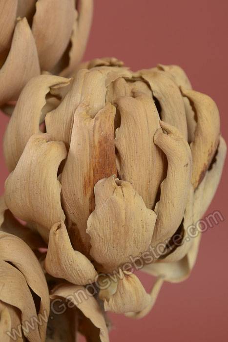 Chico Choke/stem Natural Pkg/5