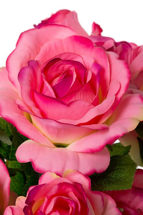 19" Rose/rose Bud Bush X10 American Beauty