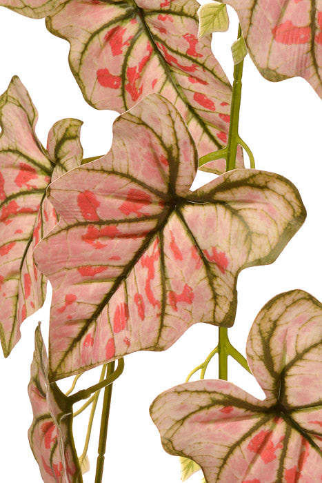55&quot; Caladium Hanging Bush White/Red