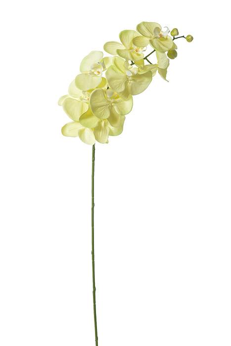 42.5" Orchid Spray Light Green