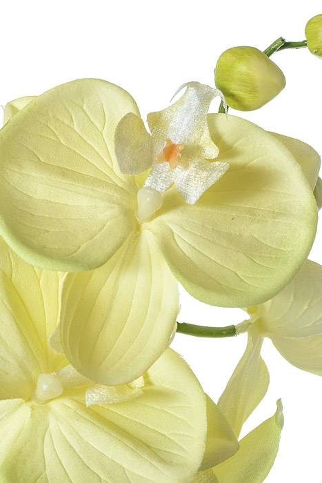 42.5" Orchid Spray Light Green