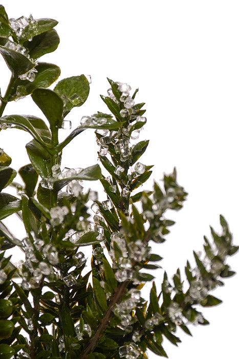 14" Waterproof Iced Berry Boxwood Fir Pick Natural/Red/Green