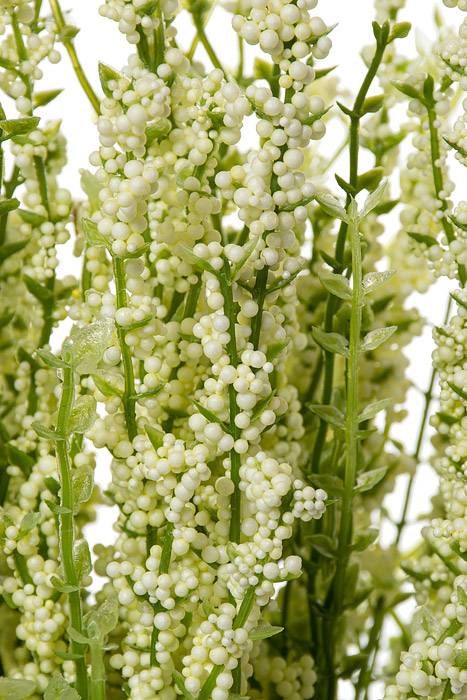 21" Erica Bush Cream