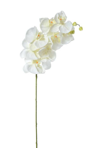42.5" Orchid Spray Cream