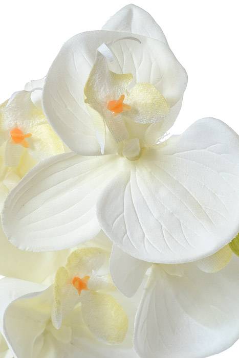 42.5" Orchid Spray Cream